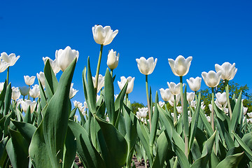 Image showing Tulip flowers