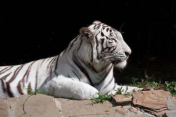 Image showing White Tiger