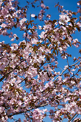 Image showing Cherry blossom