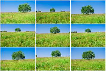 Image showing Tree and field