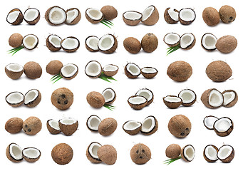 Image showing Coconuts
