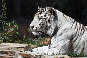 Image showing White Tiger