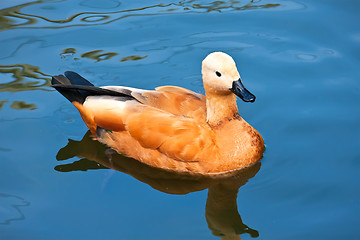 Image showing Ruddy Shelduck