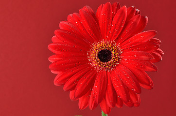 Image showing red daisy