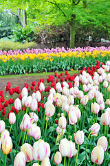 Image showing tulips field in different colors