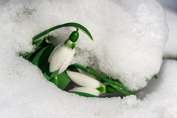 Image showing Snowdrop flower in a snow