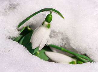 Image showing Snowdrop flower in a snow