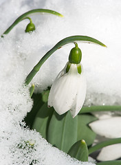 Image showing Snowdrop flower in a snow