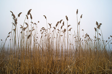 Image showing Bulrush on blue sky background