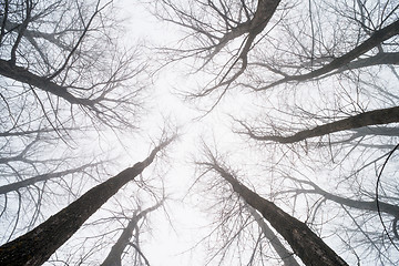 Image showing Big Trees in fog