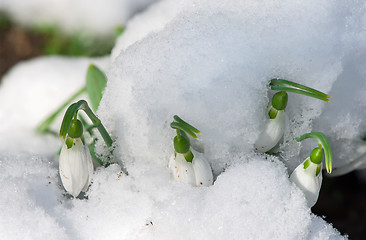 Image showing Snowdrop flower in a snow