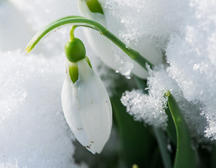 Image showing Snowdrop flower in a snow