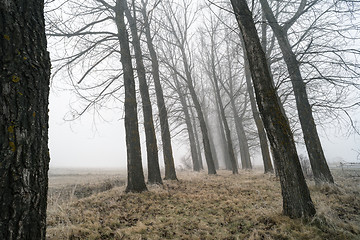 Image showing Big Trees in fog