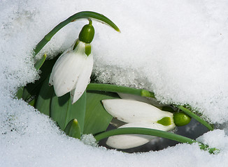 Image showing Snowdrop flower in a snow