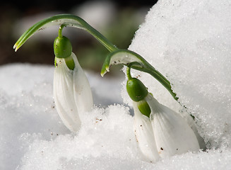 Image showing Snowdrop flower in a snow