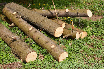 Image showing Pile of pine logs on green grass