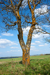 Image showing Old tree walnut in springtime