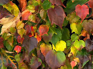 Image showing Autumn leaves background