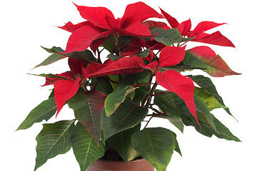 Image showing Christmas Star Flower, Poinsettia