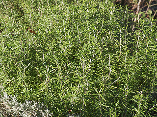 Image showing Rosemary plant