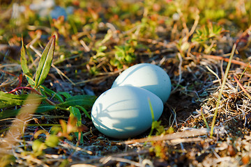Image showing blue eggs in the wild
