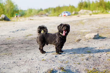 Image showing Mixed Breed dog for a walk