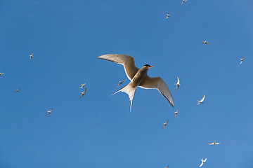 Image showing Sterna paradisaea