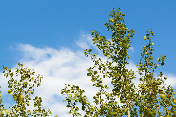 Image showing aspen branches. summer