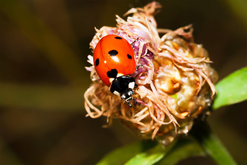 Image showing Ladybird