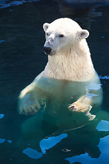 Image showing Polar bear