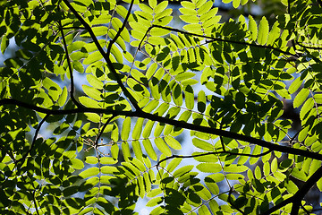 Image showing Leaves background