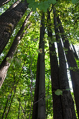 Image showing Green forest