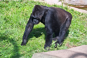 Image showing Gorilla