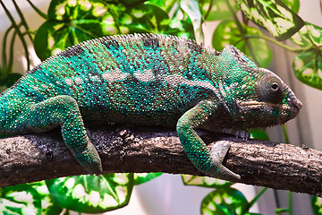 Image showing Panther chameleon