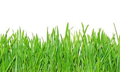 Image showing Green grass