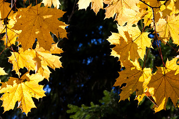 Image showing Autumn