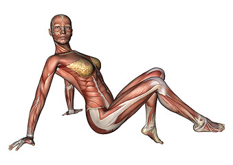 Image showing Female Anatomy Figure