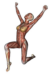 Image showing Female Anatomy Figure