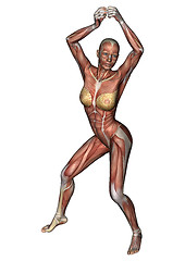 Image showing Female Anatomy Figure