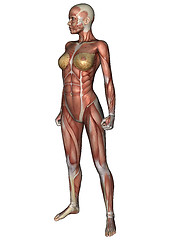 Image showing Female Anatomy Figure