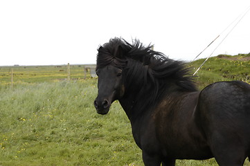 Image showing Black icelandic horse