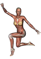 Image showing Female Anatomy Figure