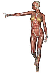 Image showing Female Anatomy Figure