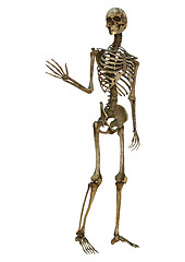 Image showing Waving Skeleton