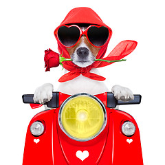 Image showing motorcycle valentine dog