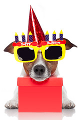 Image showing birthday dog 