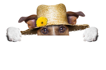 Image showing farmer dog