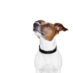 Image showing placeholder banner dog