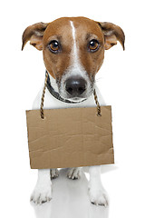 Image showing Dog with empty cardboard