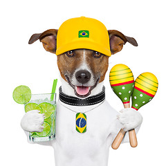 Image showing funny dog brazil